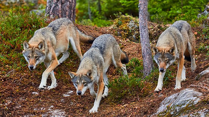 Dringlichkeitsantrag mit Resolution zur Forderung der Bejagung des Wolfes vom Kreistag abgelehnt
